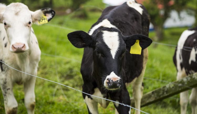 بانک شماره موبایل مشاغل دامداری و مرغداری